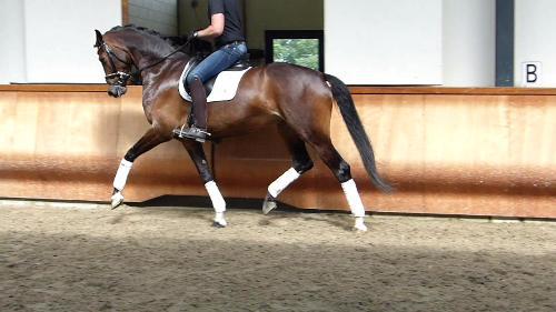 Dutch Warmblood mare for sale